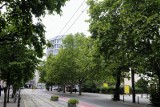 Drzewa na ulicy 27 Grudnia w Poznaniu nie spodobały się projektantom? “Głupie argumenty dotyczące usuwania drzew” 