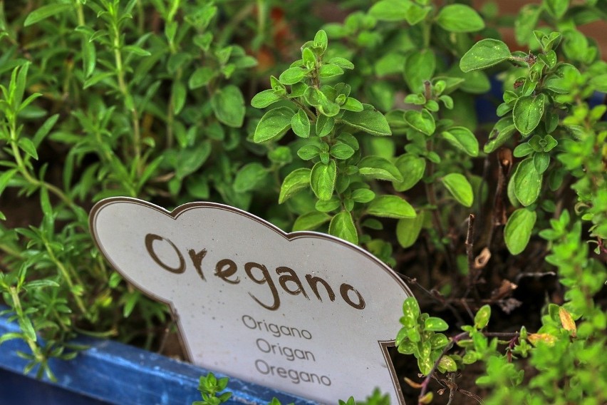Oregano to nie tylko popularna przyprawa, ale także roślina,...