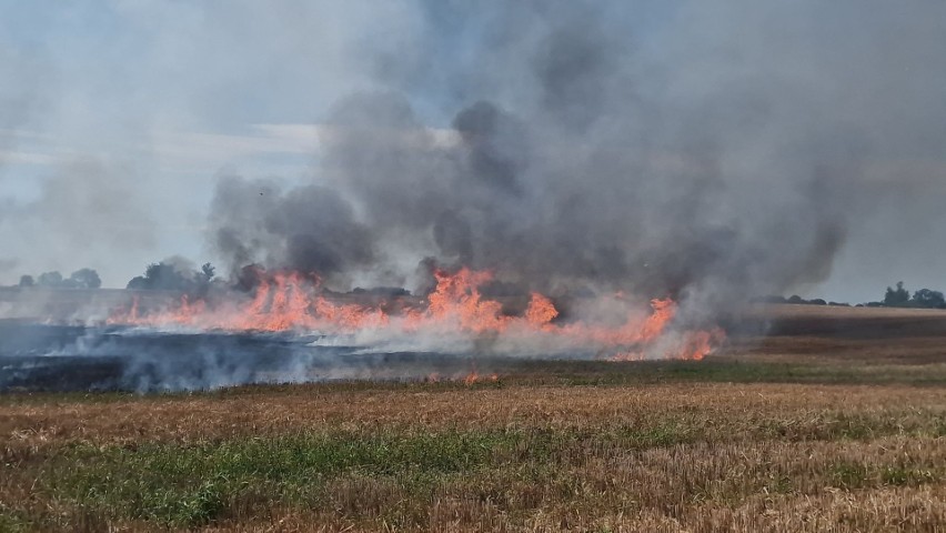 Duży pożar zboża w miejscowości Gniazdowo [ZDJĘCIA]