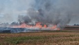 Duży pożar zboża w miejscowości Gniazdowo [ZDJĘCIA]