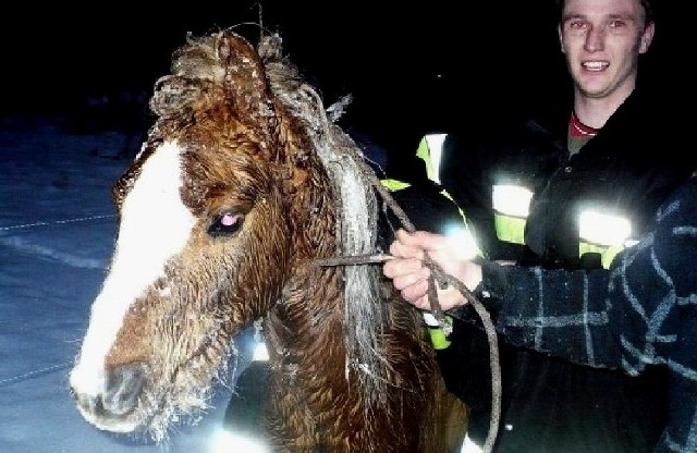 Konia z gospodarstwa w Nowym Dworze uratowali s przerębli strażacy-ochotnicy ze Świniar.