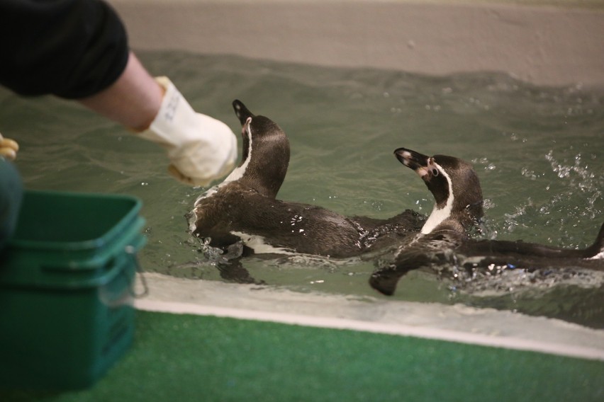Pingwiny ze Śląskiego Ogrodu Zoologicznego czekają na gości