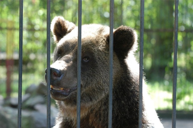 Niedźwiadki z Braniewa trafią do Nowego Zoo w Poznaniu