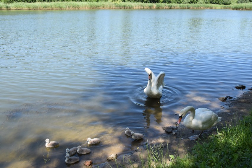 Rodzina łabędzi (staw Hutnik Park Śląski)