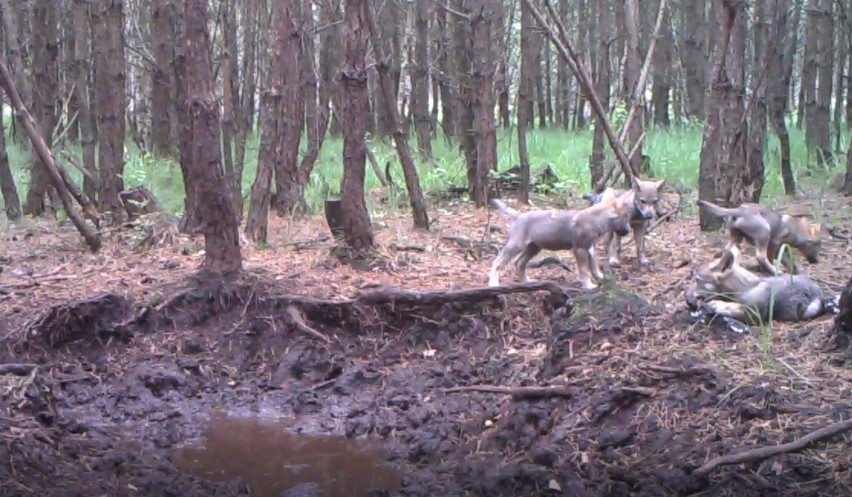 Fotopułapka zamontowana we Wdeckim Parku Krajobrazowym...