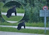 Widziano niedźwiedzie w Maciejowej i Mniszku nad Popradem. Jeden z nich został nagrany telefonem komórkowym [WIDEO]