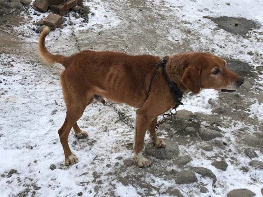 Dwa wygłodzone psy znalezione pod Kaliszem