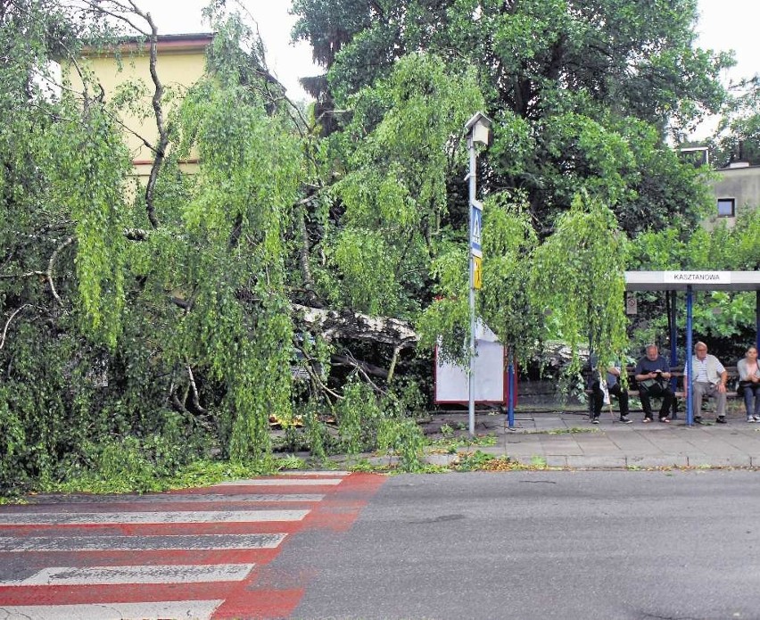 Drzewo spadło tuż obok przystanku przy al. Kasztanowej