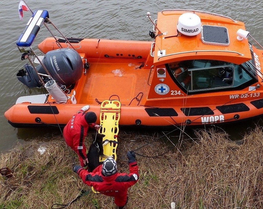 Wrocław: Pies utknął na cyplu przy Odrze. Na ratunek przypłynął WOPR (ZDJĘCIA)