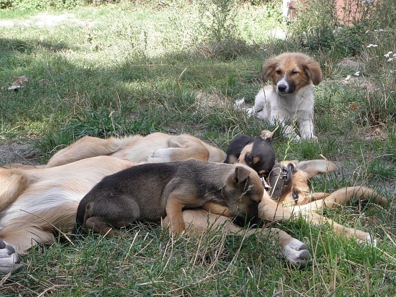 Mieszkanka Chełmc ma aż 20 psów, z którymi sobie nie radzi. Sąsiedzi się skarżą