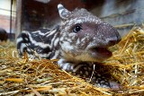 W zoo we Wrocławiu urodził się tapir anta. Jest słodki [ZDJĘCIA]