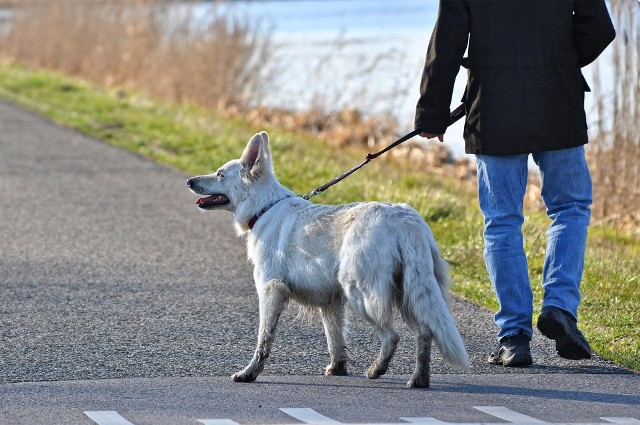 Facebookowa akcja pod hasłem “Pies w koronie” łączy potrzebujących z chętnymi do spacerów w całym kraju.