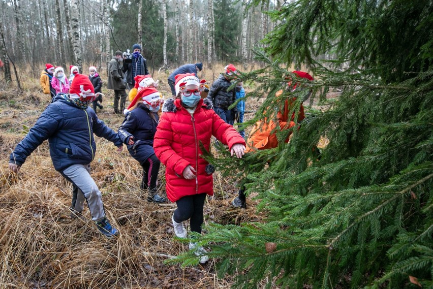 Dzieci z powiatu chełmińskiego pomogły wybrać choinkę, która...