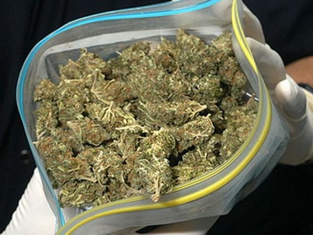 Marihuanę znaleziono przy dwóch mieszkańcach Miastka oraz w samochodzie znajdującym w garażu przy ulicy Piastowskiej w Miastku.