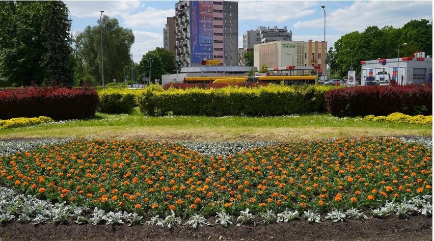 Już jest pierwsze logo firmy z kwiatów w Kielcach. Będzie więcej! [ZDJĘCIA]