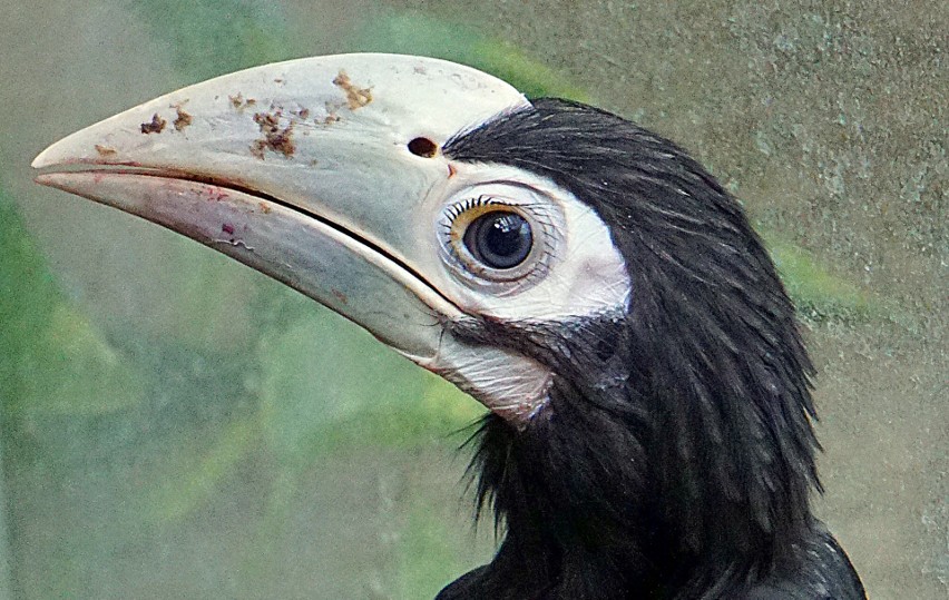 We wrocławskim zoo narodził się dzioborożec palawański! To jeden z najrzadszych ptaków [ZDJĘCIA]