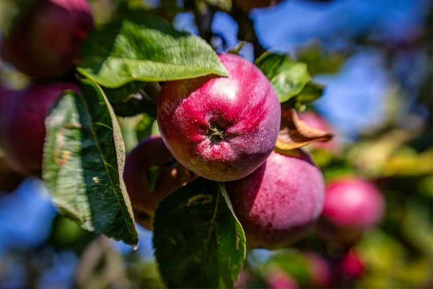 Przy doborze odmian jabłoni do swojego sadu powinniśmy...