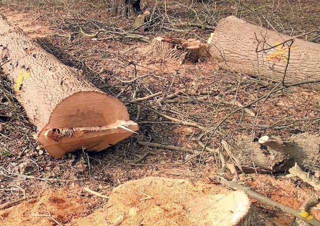 Interwencja dotyczy wycinki 16 drzew przy ul. Słowiańskiej w Darłowie dokonanej po 1 marca