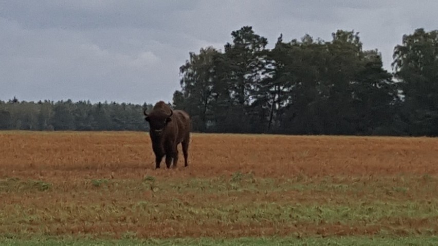 W poniedziałek w godzinach porannych około godz. 6.30 na...