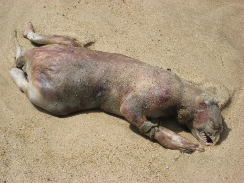 Zobacz zdjęcie owłosionego potworka odnalezionego na plaży w Australii [zobacz zdjęcia]