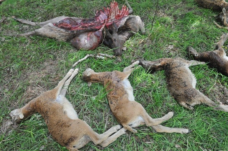 Zwierzęta zabite przez drapieżniki