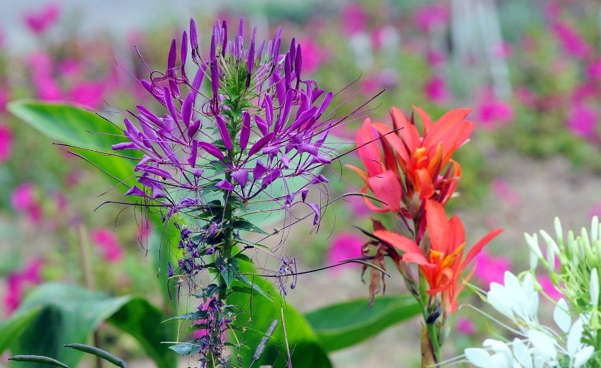 Ogród Botaniczny UMCS w Lublinie