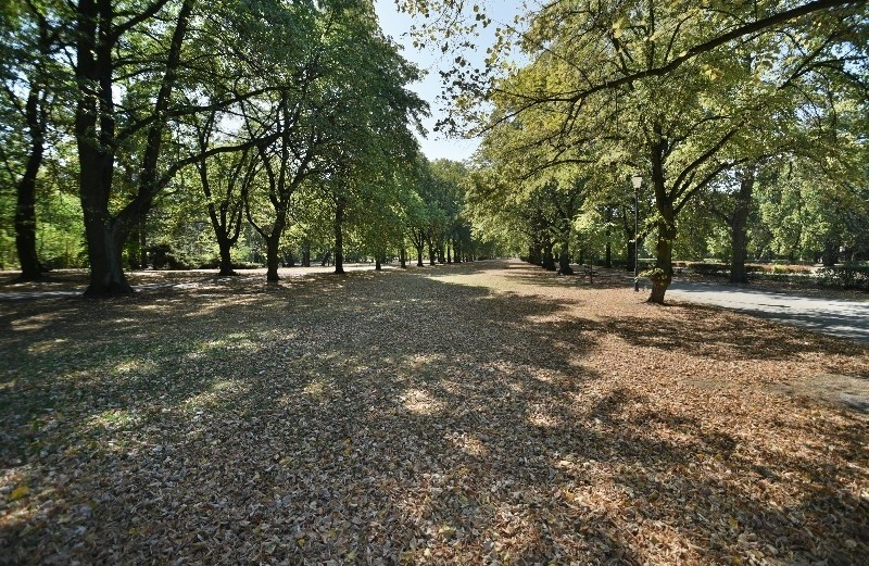 Na parkowych alejkach zalega gruba warstwa zeschłych liści.