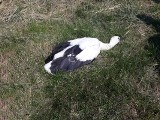 Powiat mogileński: funkcjonariusze uratowali w Jeziorkach bociana, który wypadł z gniazda