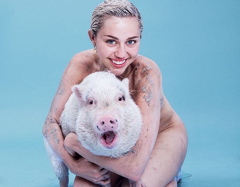 Miley Cyrus nago w magazynie Paper. Piosenkarka pozowała ze świnią (zdjęcia, wideo)