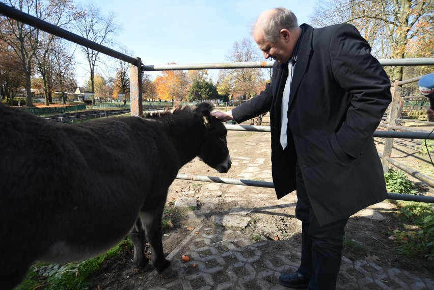 Osioł USiołek z chorzowskiego zoo obchodzi 14. urodziny