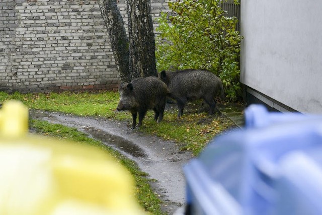 Zanim dziki zagoniono w poniedziałek na podwórze kamienicy przy ul. Deotymy, przespacerowały się przez centrum miasta. Ich marszruta wiodła od ulicy Mostnika, przez plac Zwycięstwa i Tuwima