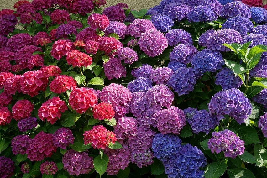 Kwiaty hortensji mają przeróżne kolory i odcienie. W...