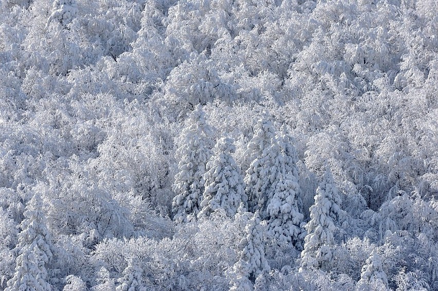 Przystanek Bieszczady Kazimierza Nóżki i Marcina Sceliny. Kapryśna zima