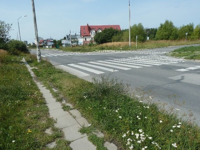 Chodnik przy ulicy Witosa w Kielcach prowadzący do przystanku autobusowego do przejścia dla pieszych zarósł trawą.