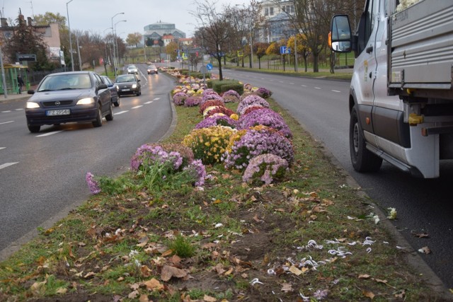 W sobotę (28 listopada) z ulic Zielonej Góry zaczęły znikać chryzantemy. Służby miejskie sprzątają kwiaty, które miesiąc temu miasto zakupiło od kwiaciarzy i posadziło. Po ostatnich przymrozkach chryzantemy pomarzły i nie wyglądają już atrakcyjnie.Przypomnijmy, że pomysł posadzenia chryzantem na ulicach miasta tak się spodobał, że ludzie przyjeżdżali z nawet z innych miast, aby zrobić sobie zdjęcia.Zobacz też; Miasto pełne chryzantem. Urząd Miasta Zielona Góra wspiera lokalnych kwiaciarzy. 03.11.2020
