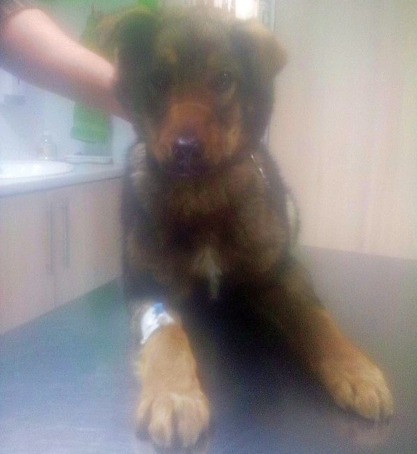 Pies został potrącony na ulicy Branickiego.