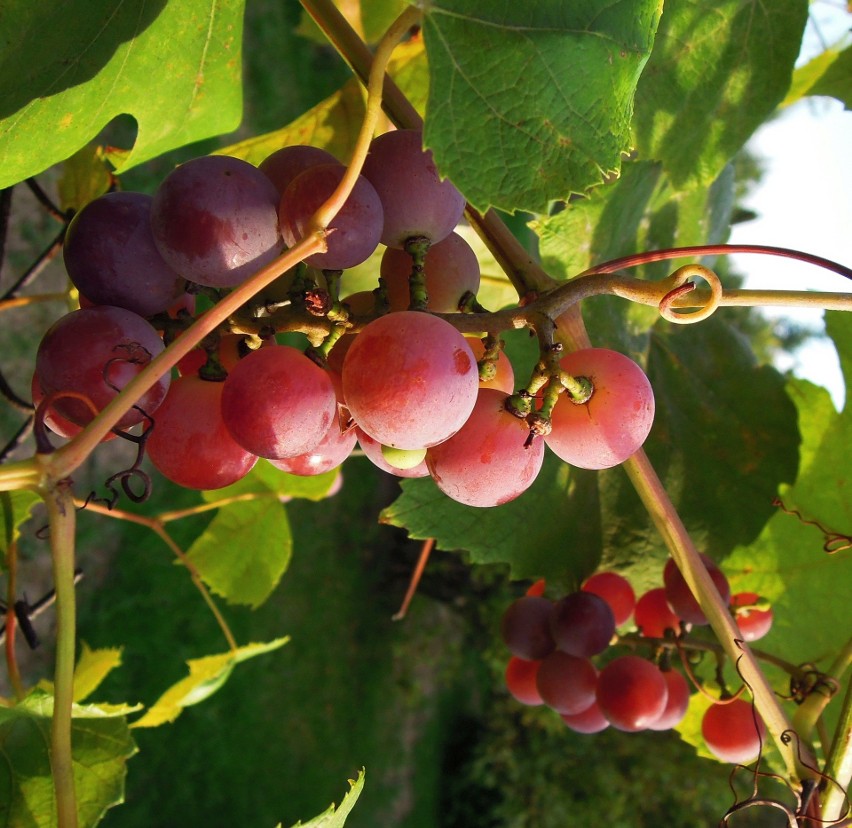 Winogrono z własnego ogrodu to prawdziwy przysmak.