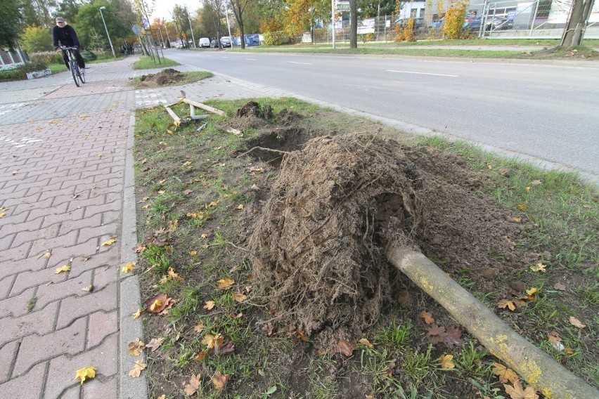 Wymiana drzew przy ul. Głównej