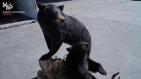Wypchane niedźwiedzie zatrzymane przez celników na terenie bazy kontenerowej w Gdyni. Przypłynęły ze Stanów Zjednoczonych