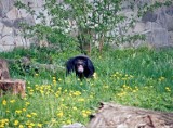 Najstarszy szympans z wrocławskiego zoo nie żyje. Boy miał 38 lat (ZOBACZ ZDJĘCIA)