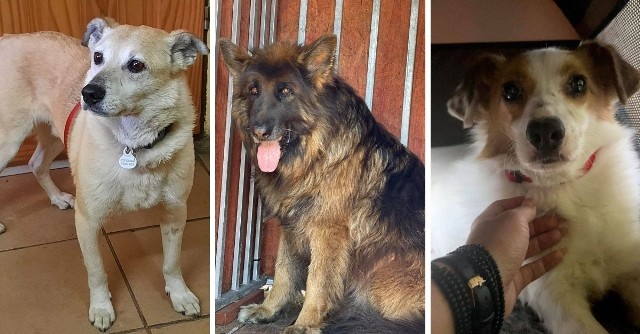 W likwidowanym schronisku dla bezdomnych zwierząt zostały tylko cztery psy. Pomóż znaleźć im nowy dom. Zobacz kolejne zdjęcia. Przesuń zdjęcia w prawo - wciśnij strzałkę lub przycisk NASTĘPNE