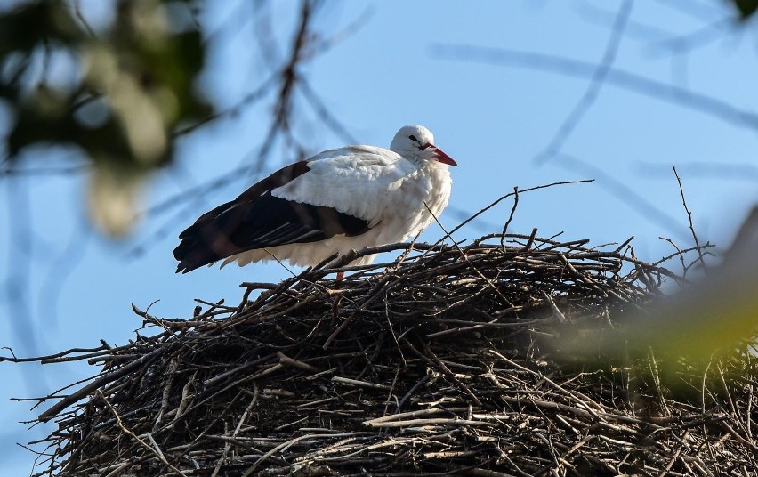 Ten bocian został sfotografowany 17 marca w Bydgoszczy