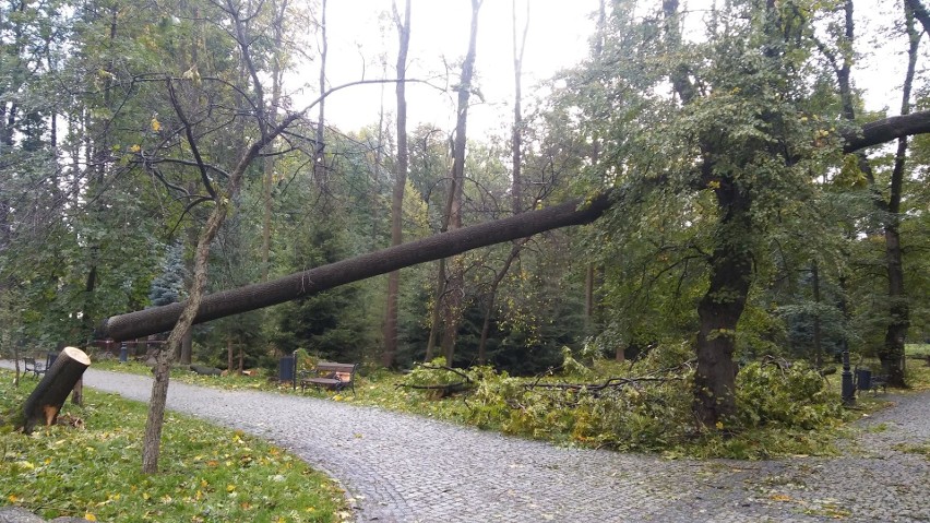 Park żywiecki został zniszczony przez orkan Ksawery nawet w...