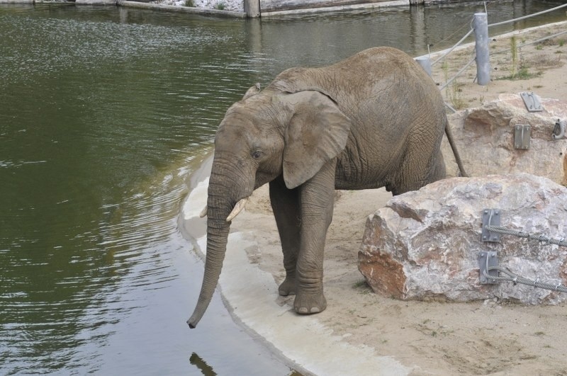 Słonie w Nowym Zoo w Poznaniu.