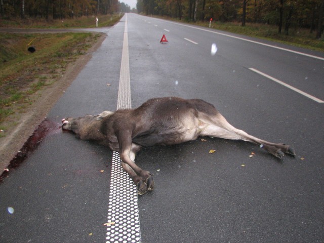 Pod kołami w naszym regionie giną zwłaszcza łosie