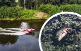 Masowe śnięcie ryb na Kanale Gliwickim - zakaz korzystania z wód kanału nie będzie przedłużony