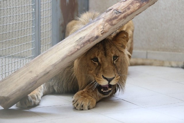 Lew Bolek był jednym z najbardziej znanych zwierząt w chorzowskim zoo. Niestety, zmarł w 2021 roku >>>