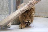 Chorzowskie zoo planuje budowę nowej lwiarni. Chce zapewnić rzadkiemu podgatunkowi szansę na rozmnażanie