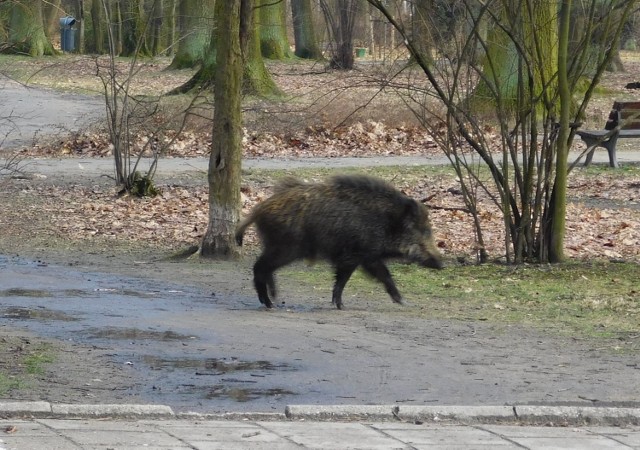 Zdjęcia naszego Czytelnika ze spaceru po parku Pilczyckim