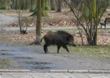 Czytelnik na spacerze w parku Pilczyckim: Dzik też wyszedł na spacer (ZDJĘCIA)